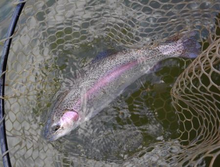 大安トラウトレイク 釣果